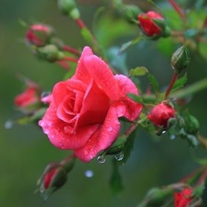 Meet your Posher, Alli